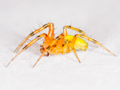 Araniella opisthographa
